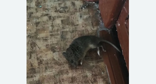 Дезинфекция от мышей в Катайске