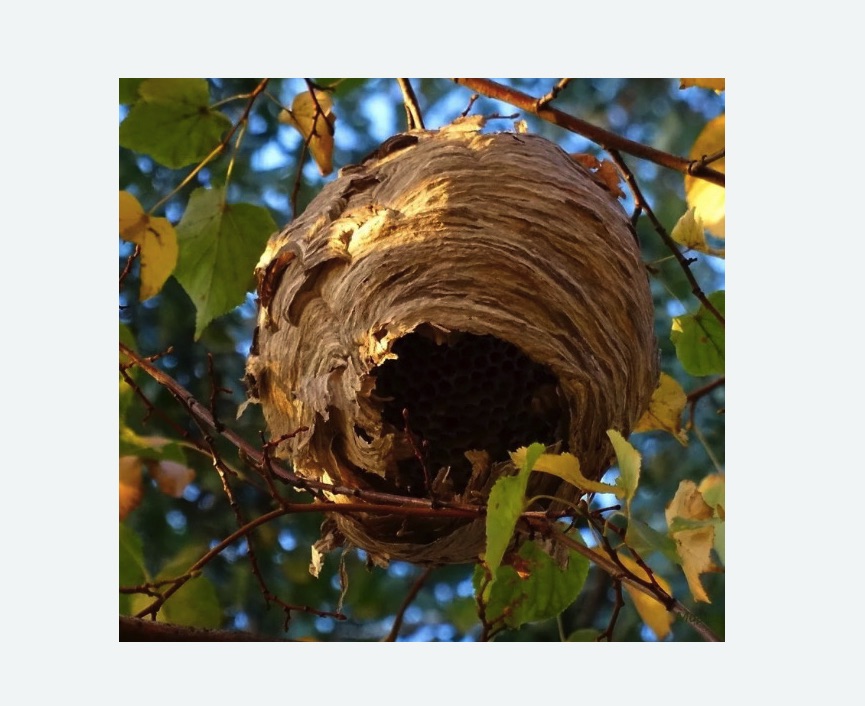 Обработка от шершней в Катайске