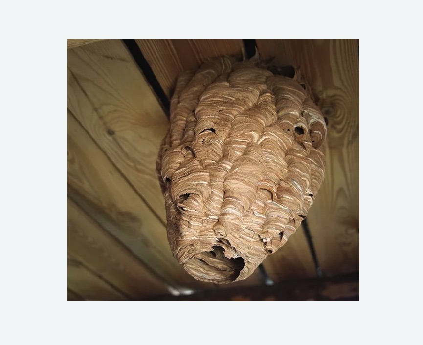 обработка от шершней в Катайске