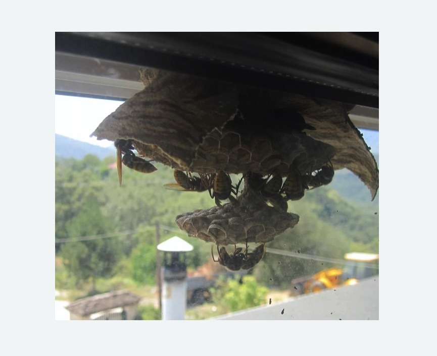 Уничтожение гнёзд шершней в Катайске