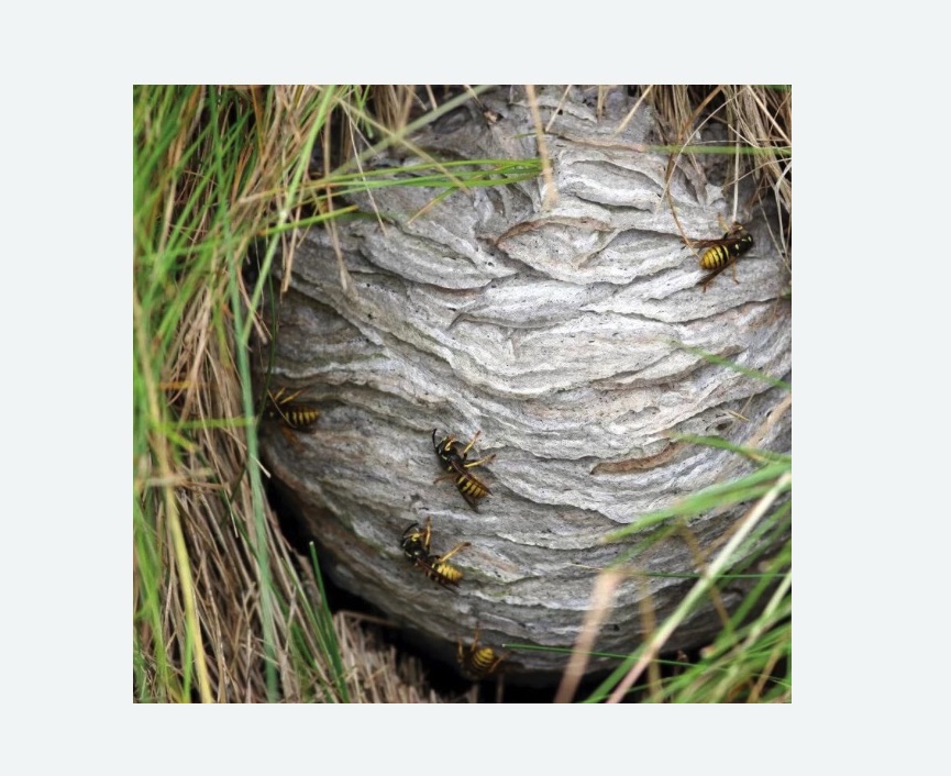 Уничтожение ос и ульев в Катайске